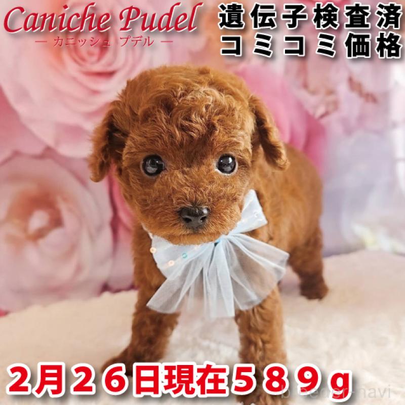 販売中の岐阜県のトイプードル-446529