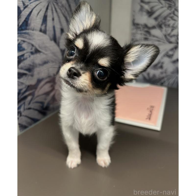 販売中の東京都のチワワ(ロングコート)-448739の5枚目