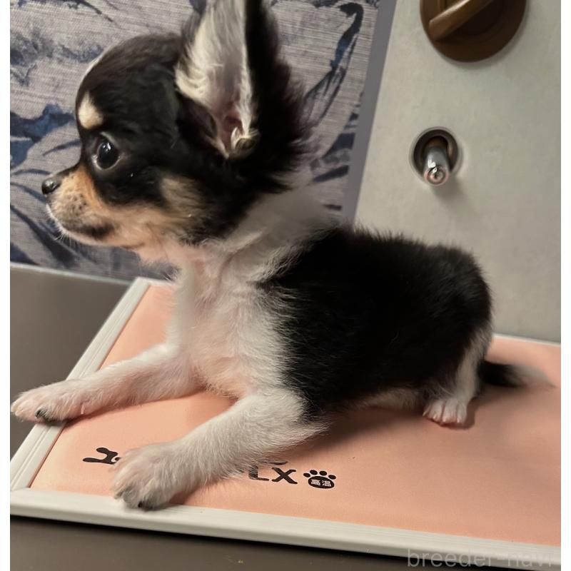 販売中の東京都のチワワ(ロングコート)-448739の4枚目