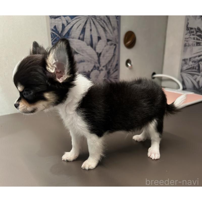 販売中の東京都のチワワ(ロングコート)-448739の3枚目