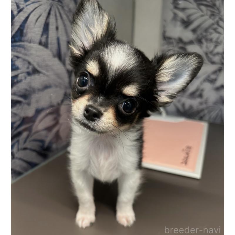 販売中の東京都のチワワ(ロングコート)-448739の2枚目