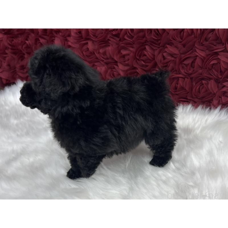 販売中の東京都のティーカッププードル-448741の5枚目