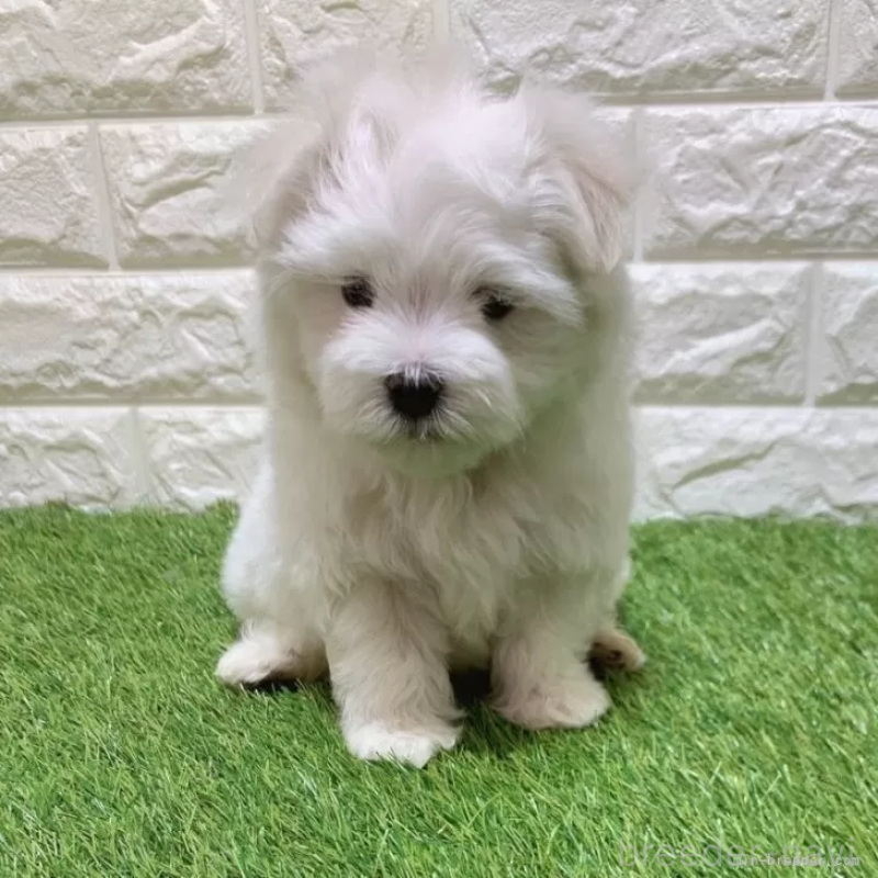 販売中の愛知県のマルチーズ-445369