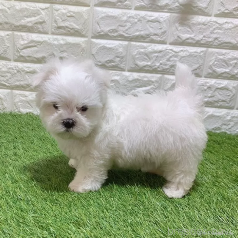 販売中の愛知県のマルチーズ-445362