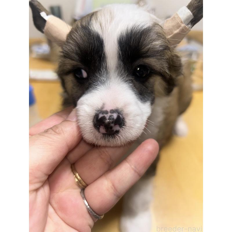 販売中の千葉県のチャイニーズクレステッドドッグ-448540の3枚目