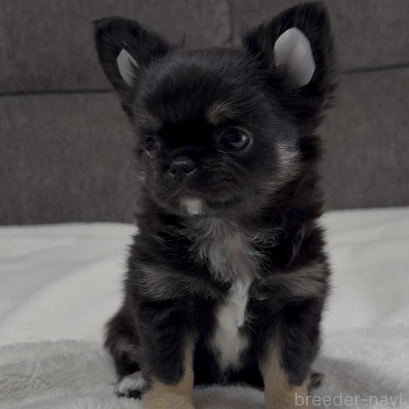 販売中の福岡県のチワワ(ロングコート)-445144