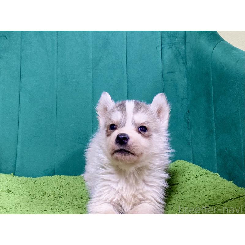 販売中の茨城県のシベリアンハスキー-448747の4枚目