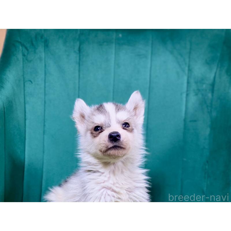 販売中の茨城県のシベリアンハスキー-448747の3枚目