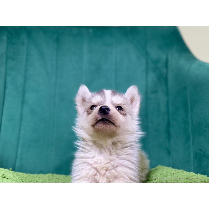 販売中の茨城県のシベリアンハスキー-448747の2枚目