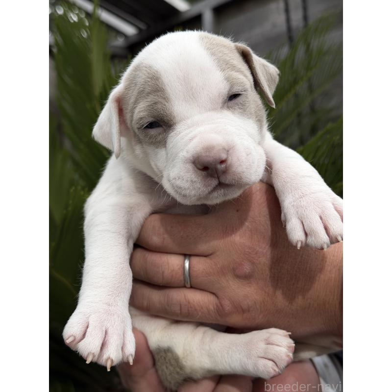 販売中の滋賀県のアメリカンピットブルテリア-448750の4枚目