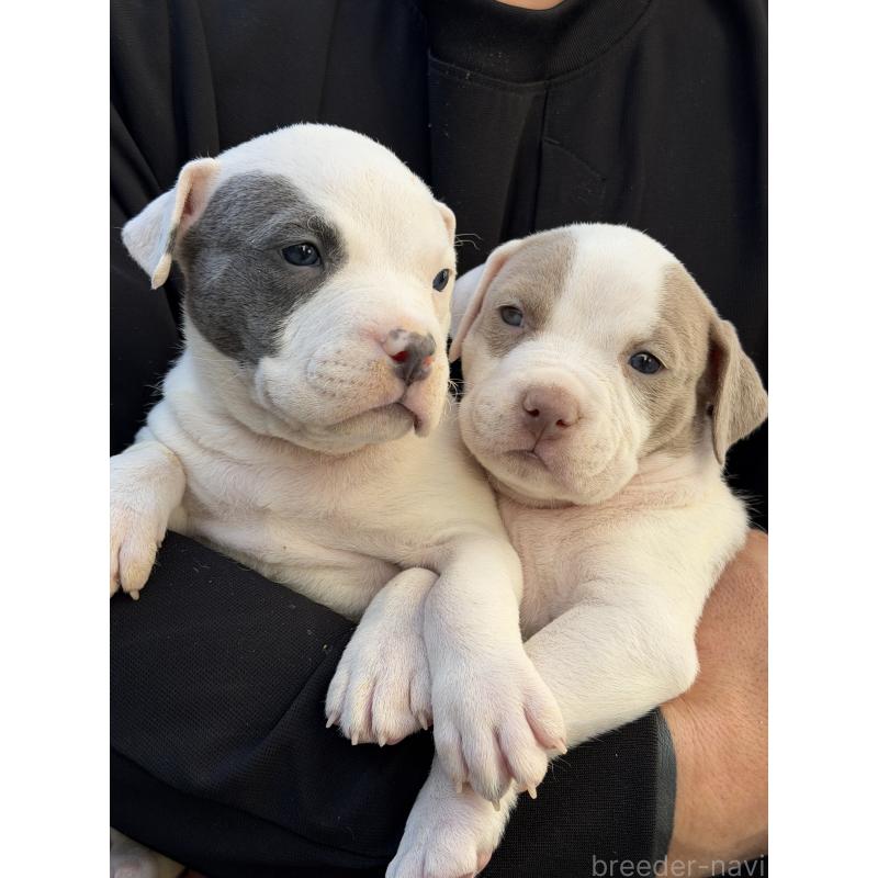 販売中の滋賀県のアメリカンピットブルテリア-448750の3枚目