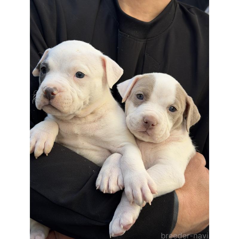 販売中の滋賀県のアメリカンピットブルテリア-448750の2枚目