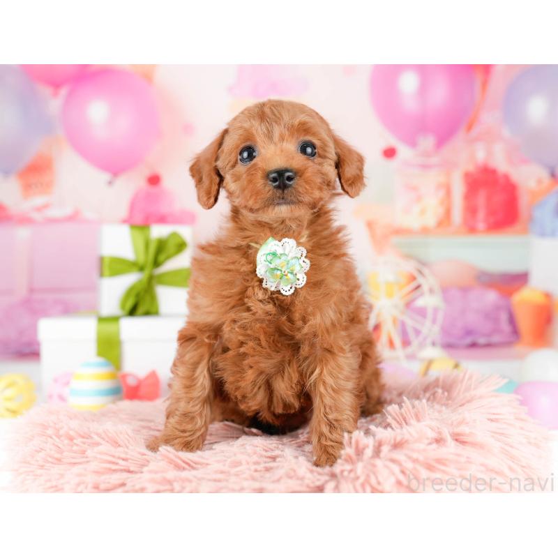 販売中の東京都のトイプードル-448749