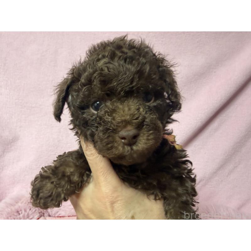 販売中の長野県のトイプードル-443422