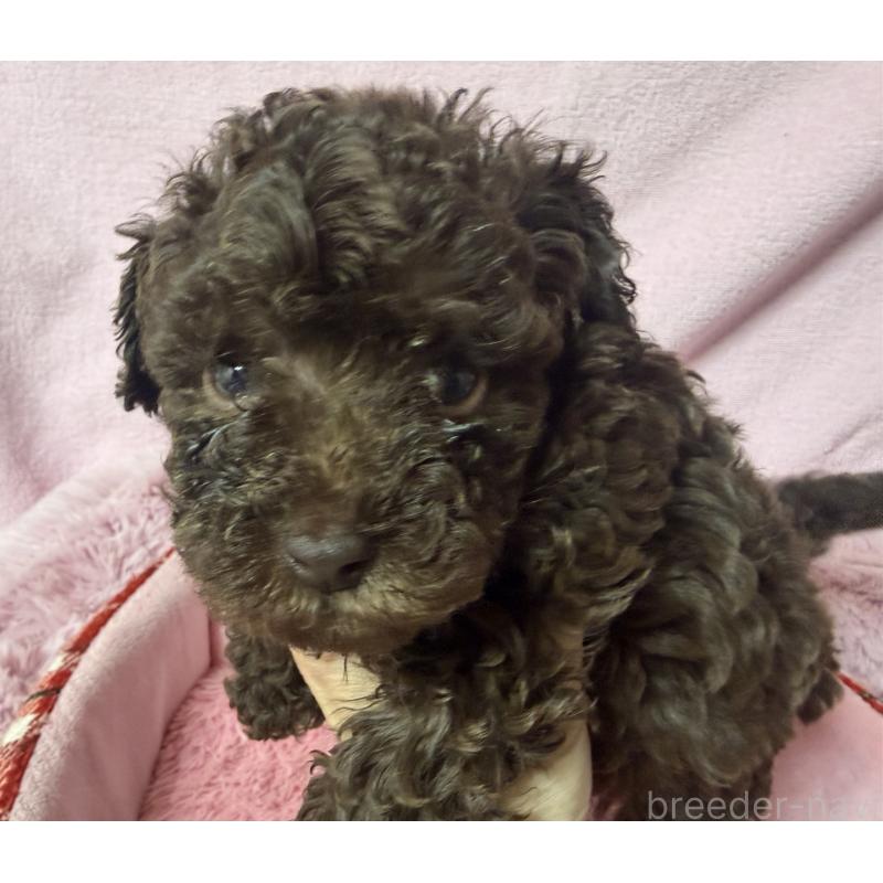 販売中の長野県のトイプードル-443423