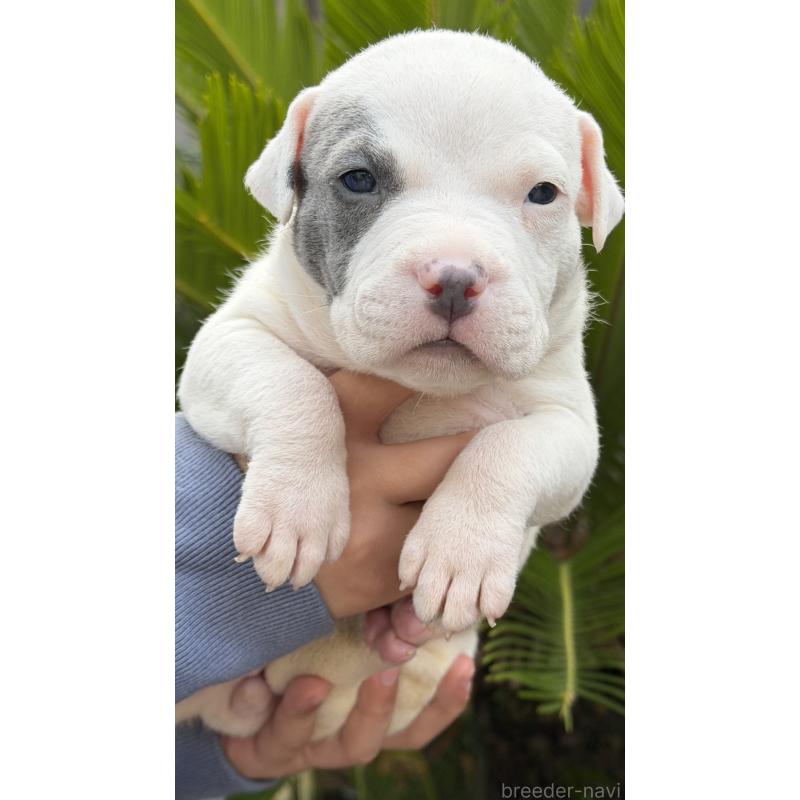 販売中の滋賀県のアメリカンピットブルテリア-448753の5枚目