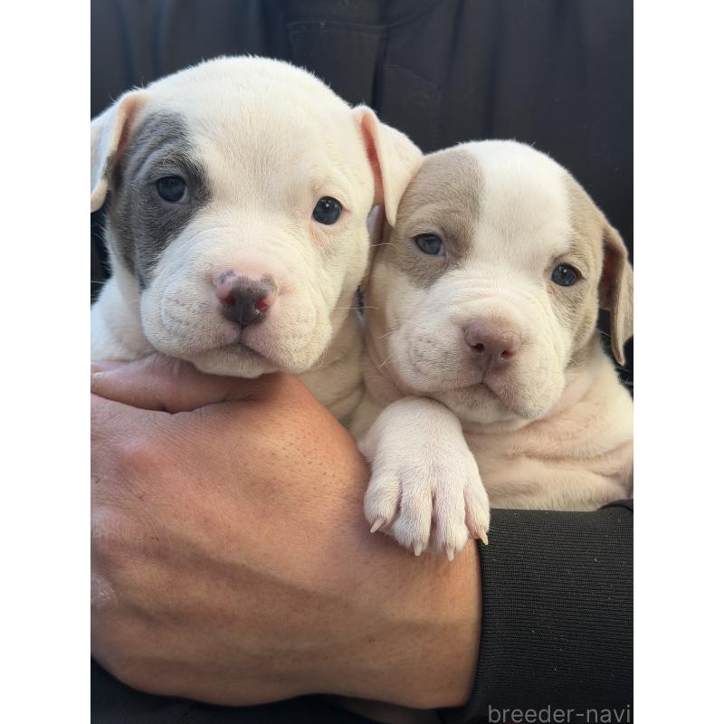 販売中の滋賀県のアメリカンピットブルテリア-448753の4枚目