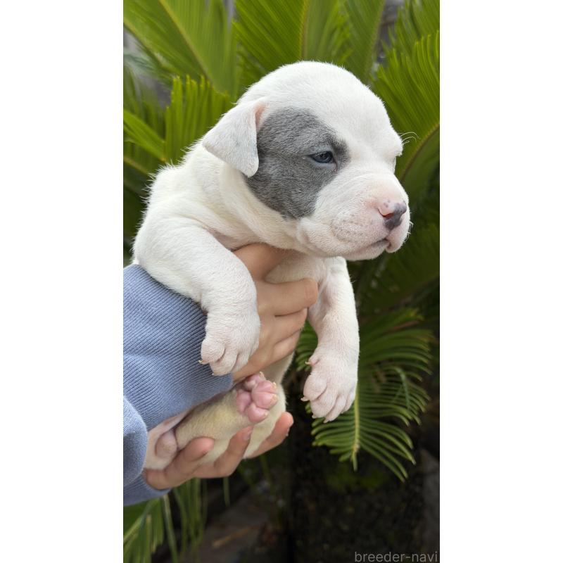 販売中の滋賀県のアメリカンピットブルテリア-448753の3枚目