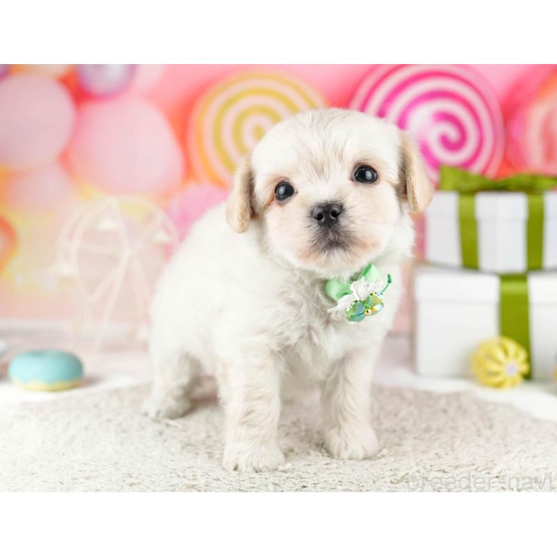 販売中の東京都のミックス犬-448752