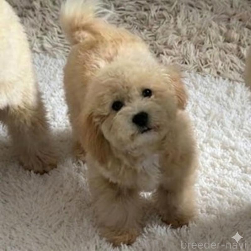 販売中の栃木県のビションプー:ビションフリーゼ×トイプードル-411574