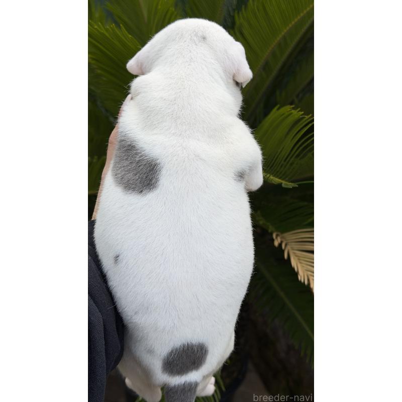 販売中の滋賀県のアメリカンピットブルテリア-448753の2枚目