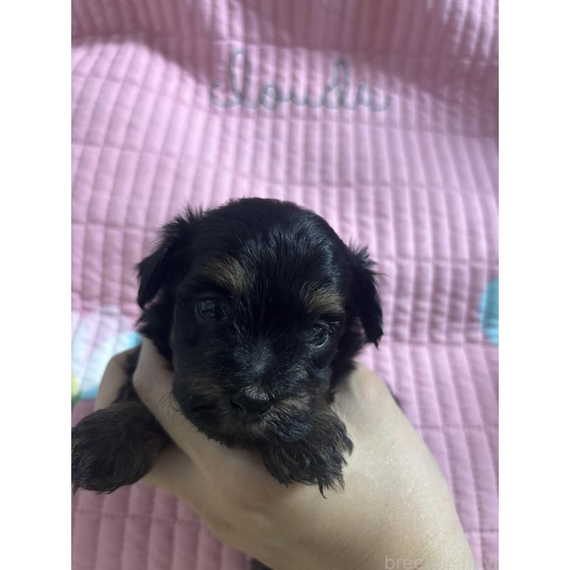 販売中の愛知県のマルプー:マルチーズ×トイプードル-448755の4枚目