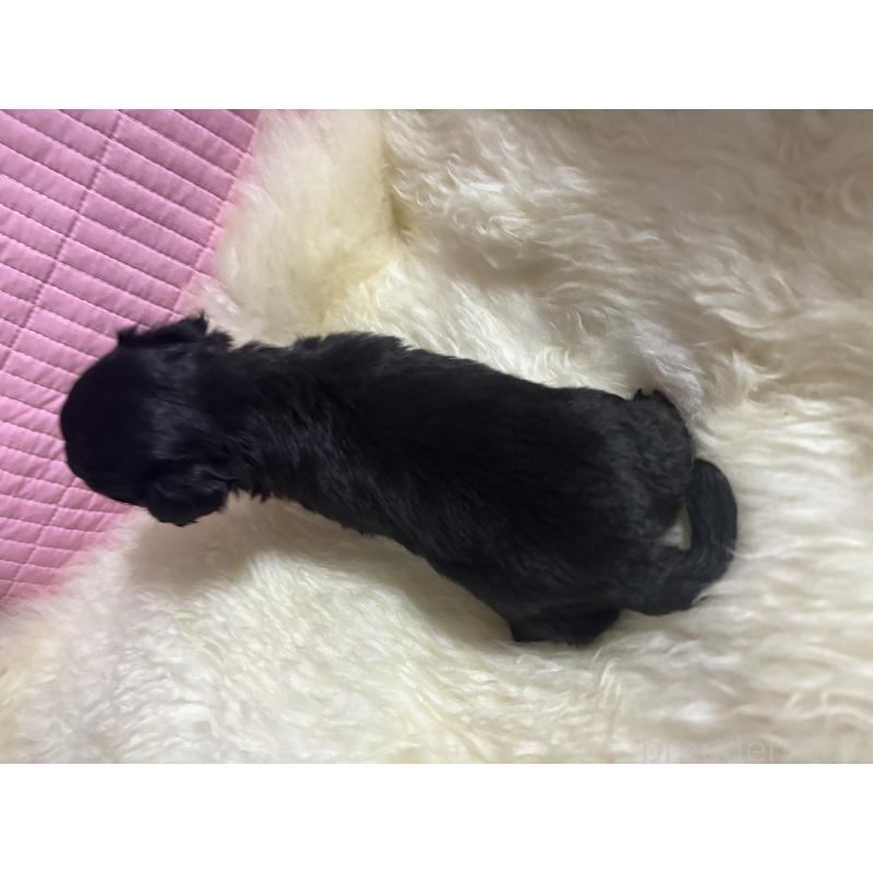 販売中の愛知県のマルプー:マルチーズ×トイプードル-448755の2枚目