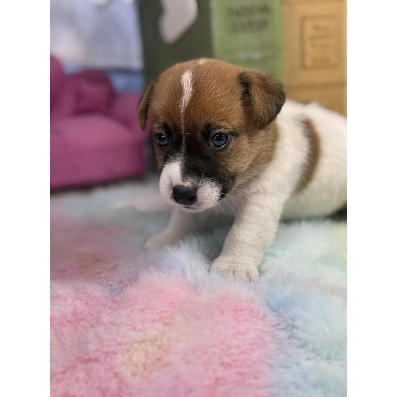 販売中の宮崎県のジャックラッセルテリア-448754の6枚目