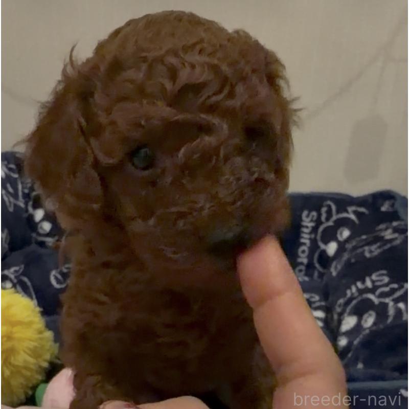 販売中の千葉県のトイプードル-447733