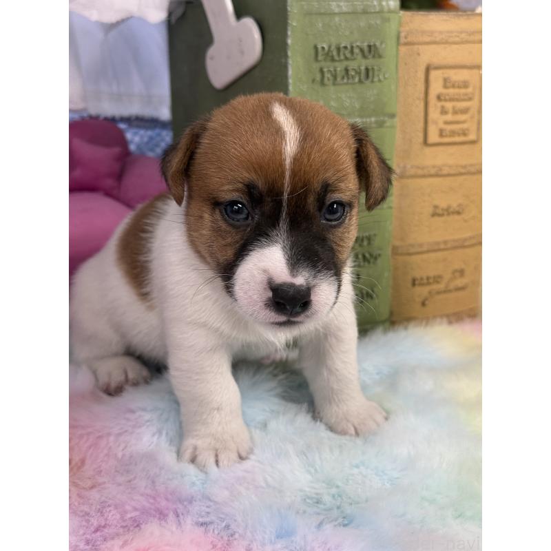 販売中の宮崎県のジャックラッセルテリア-448754の5枚目