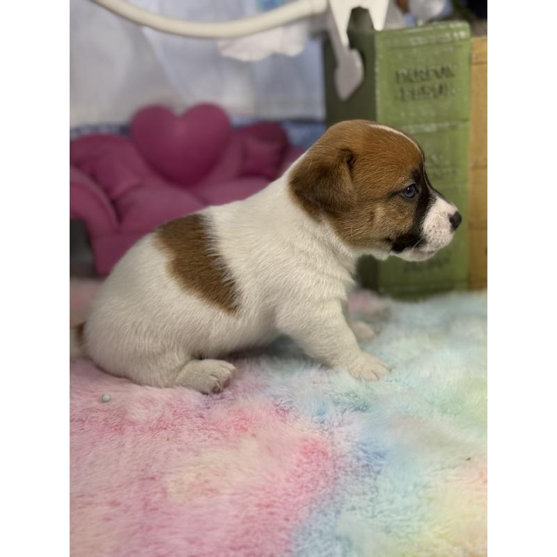 販売中の宮崎県のジャックラッセルテリア-448754の4枚目