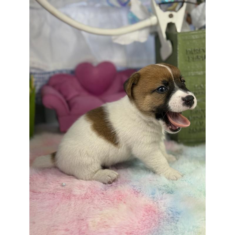 販売中の宮崎県のジャックラッセルテリア-448754の3枚目