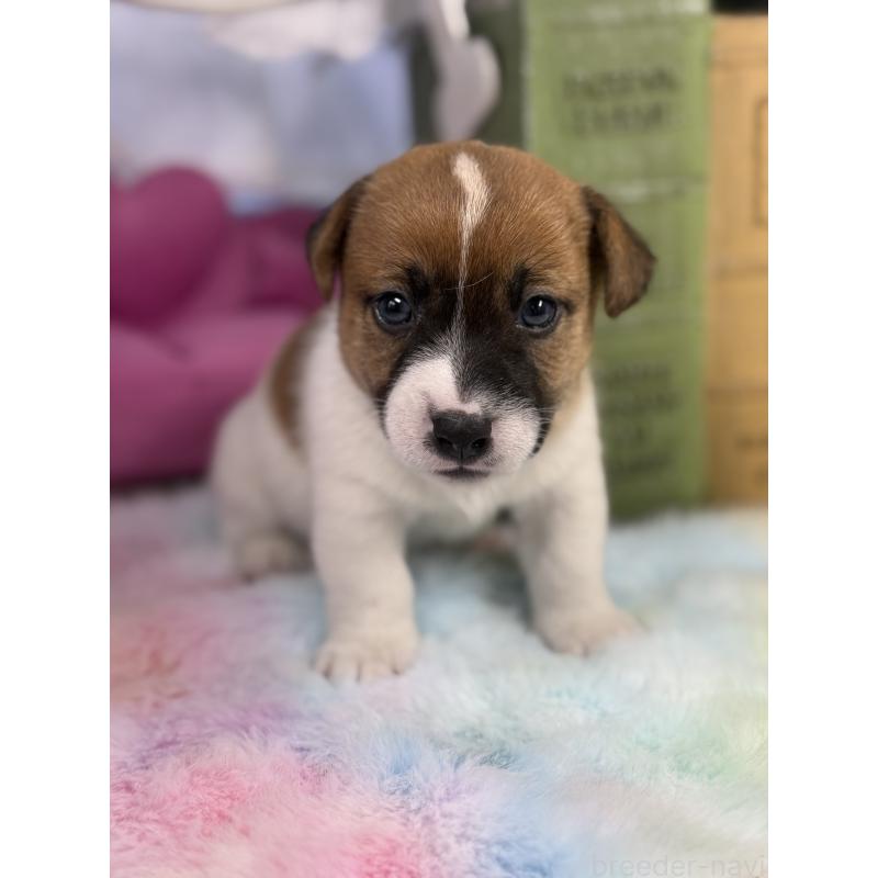 販売中の宮崎県のジャックラッセルテリア-448754の2枚目