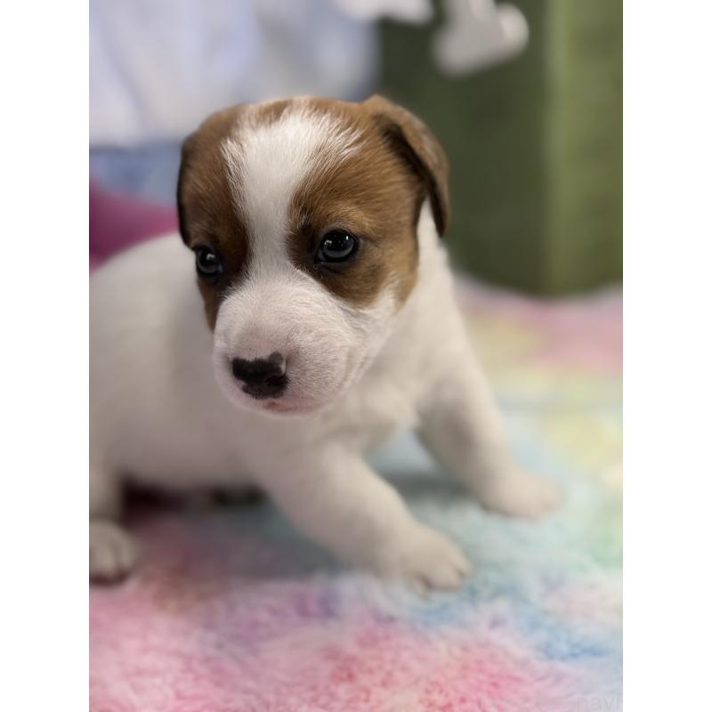 販売中の宮崎県のジャックラッセルテリア-448756の8枚目