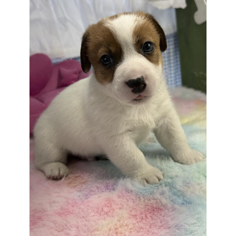 販売中の宮崎県のジャックラッセルテリア-448756の7枚目