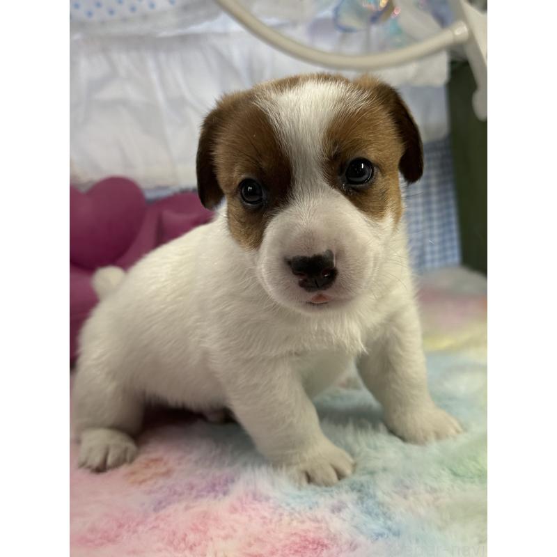 販売中の宮崎県のジャックラッセルテリア-448756の6枚目