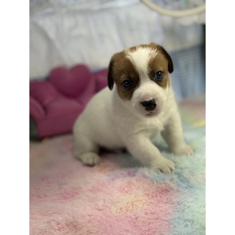 販売中の宮崎県のジャックラッセルテリア-448756の5枚目