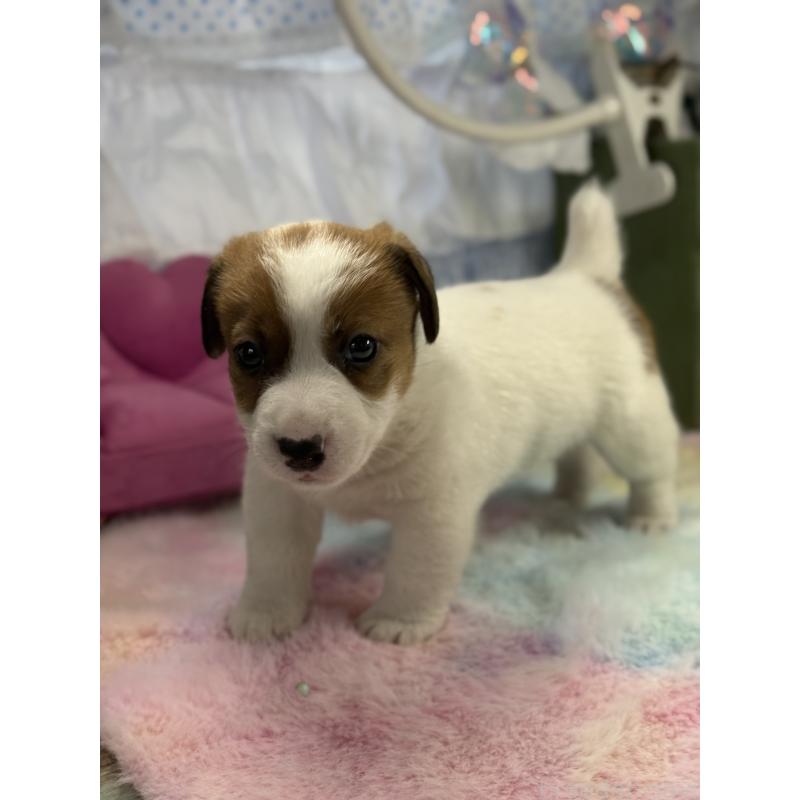 販売中の宮崎県のジャックラッセルテリア-448756の4枚目