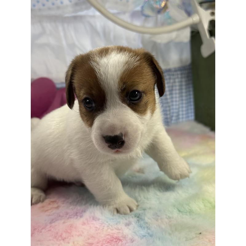 販売中の宮崎県のジャックラッセルテリア-448756の3枚目