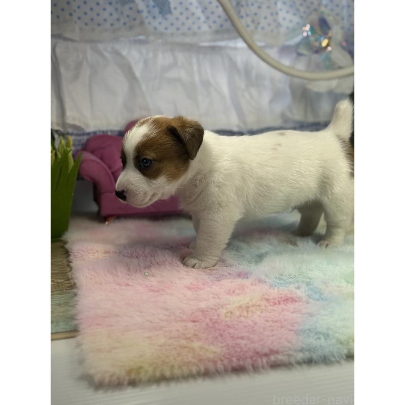 販売中の宮崎県のジャックラッセルテリア-448756の2枚目