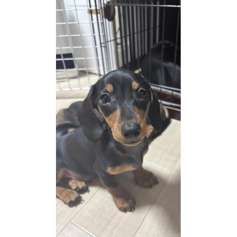 販売中の茨城県のミニチュアダックスフンド(スムースヘアード)-440537