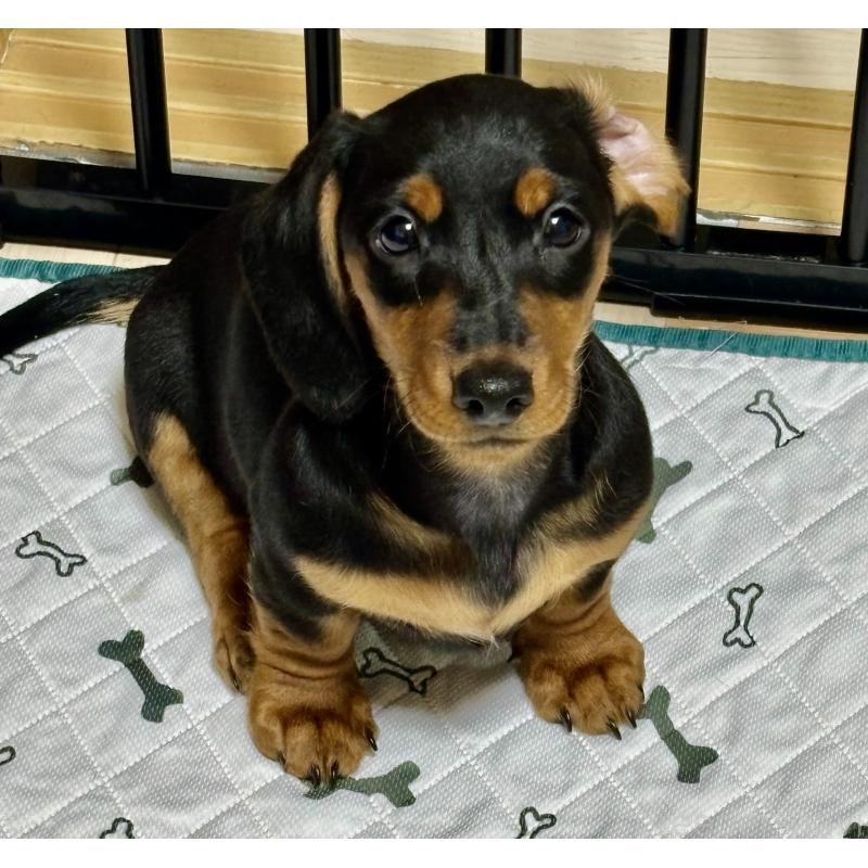 販売中の茨城県のミニチュアダックスフンド(スムースヘアード)-441426