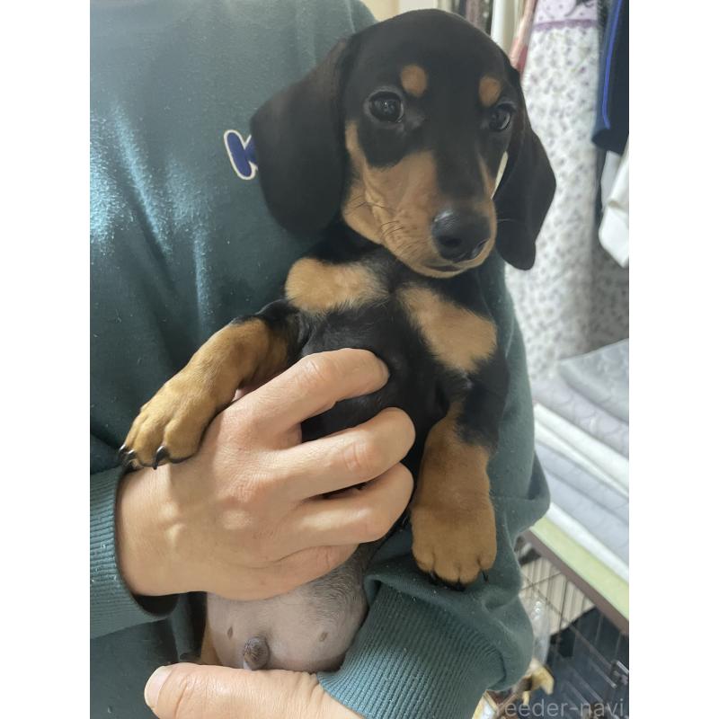 販売中の茨城県のミニチュアダックスフンド(スムースヘアード)-440539