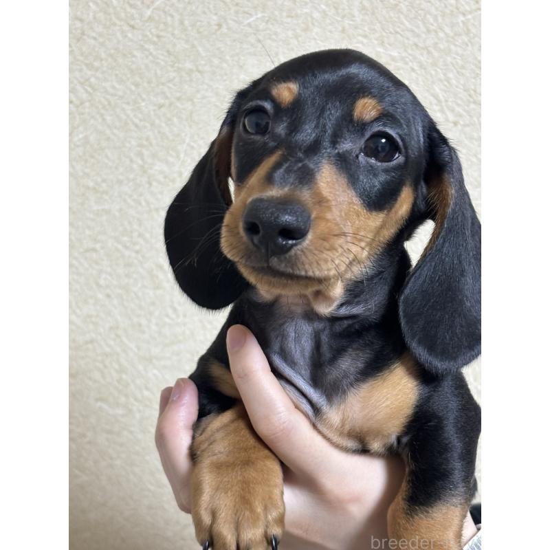 販売中の茨城県のミニチュアダックスフンド(スムースヘアード)-440540