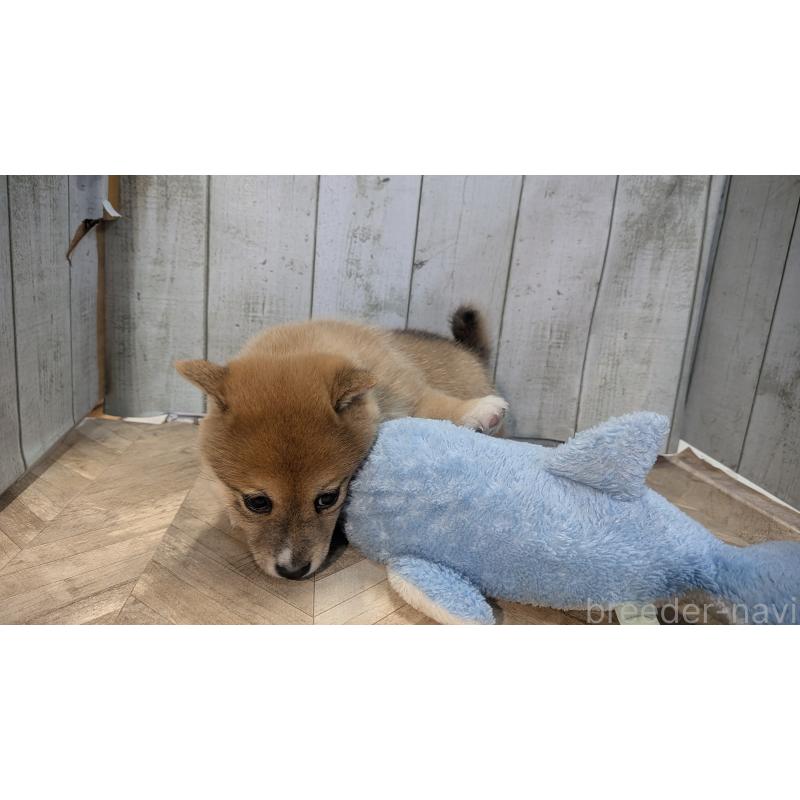 販売中の熊本県の豆柴-440085の10枚目