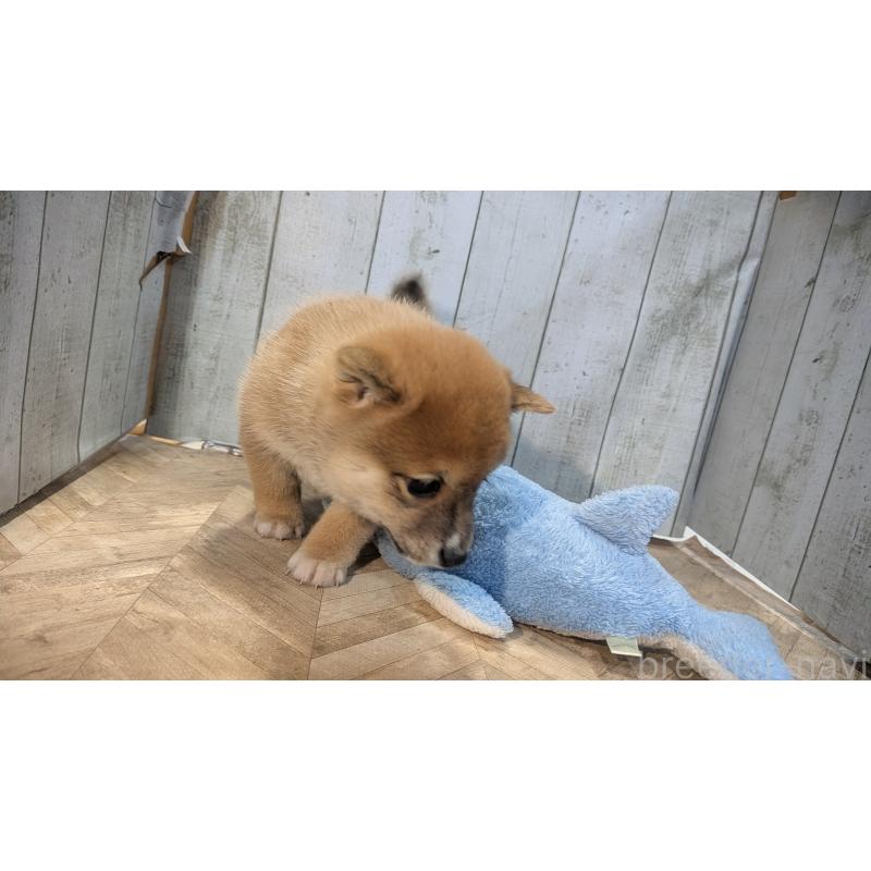 販売中の熊本県の豆柴-440085の9枚目