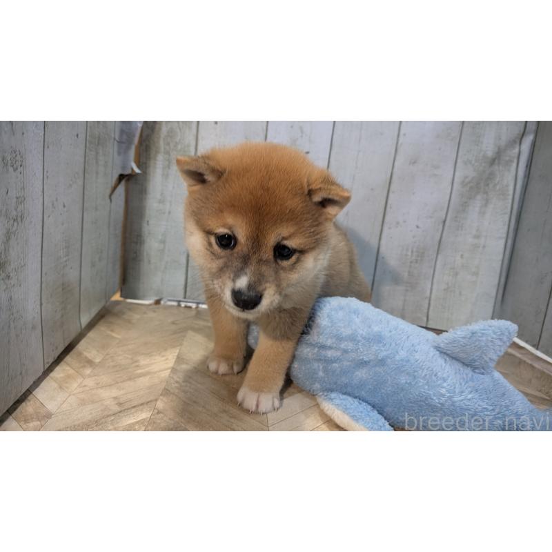 販売中の熊本県の豆柴-440085の8枚目