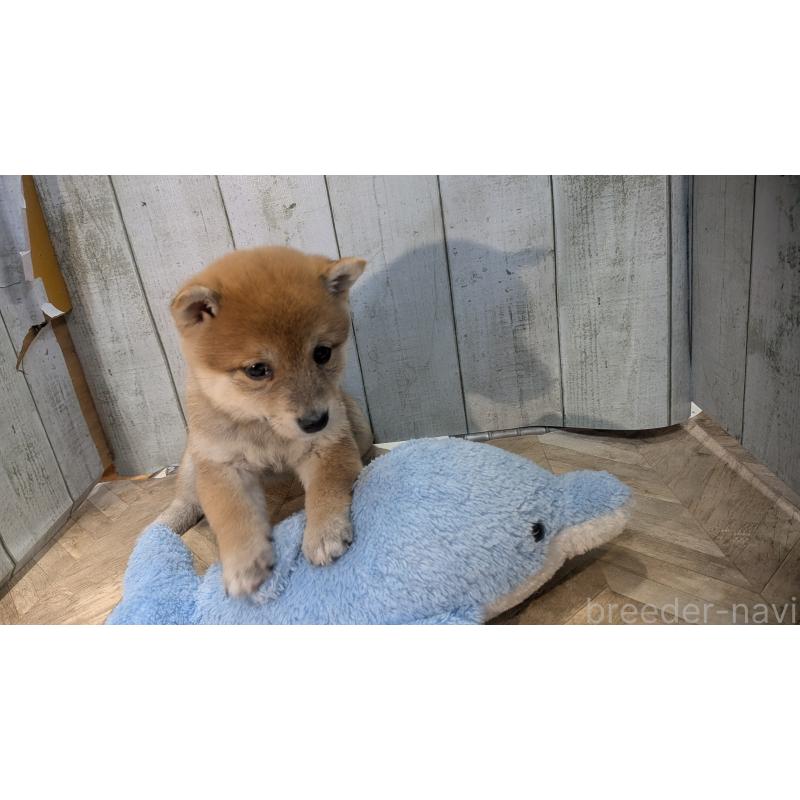 販売中の熊本県の豆柴-440782の7枚目