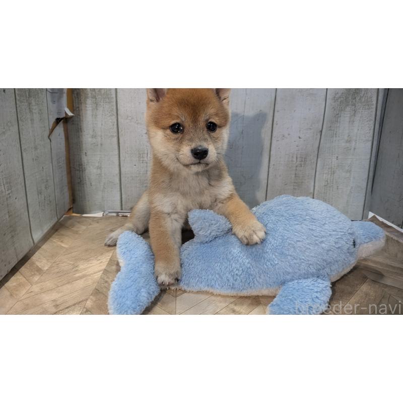 販売中の熊本県の豆柴-440782の6枚目