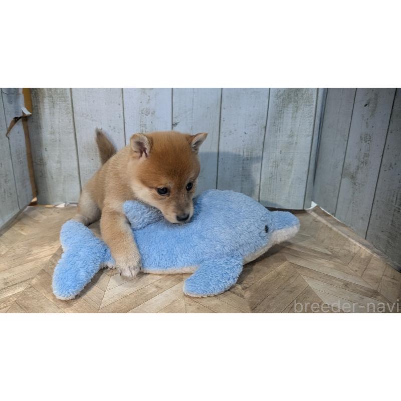 販売中の熊本県の豆柴-440782の5枚目